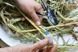 On Farm Prussic Acid & Nitrate Testing Kit